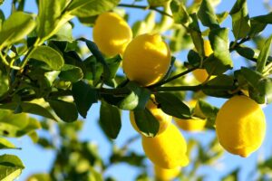 Foglie della pianta di limone problemi