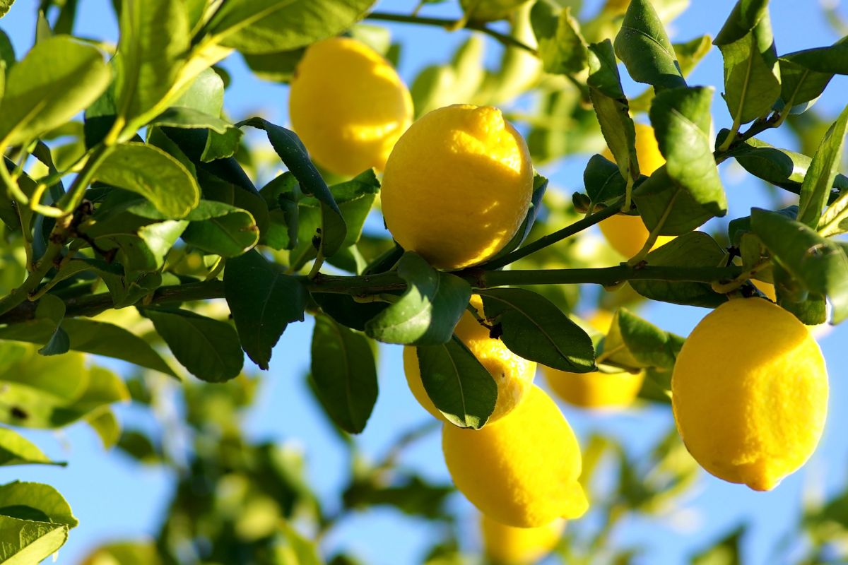 Foglie della pianta di limone problemi