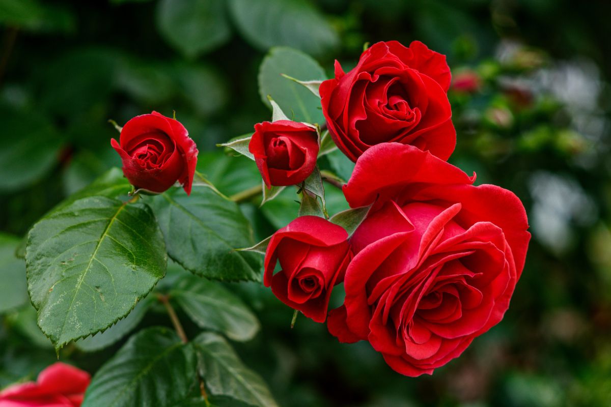 Rosa per un matrimonio