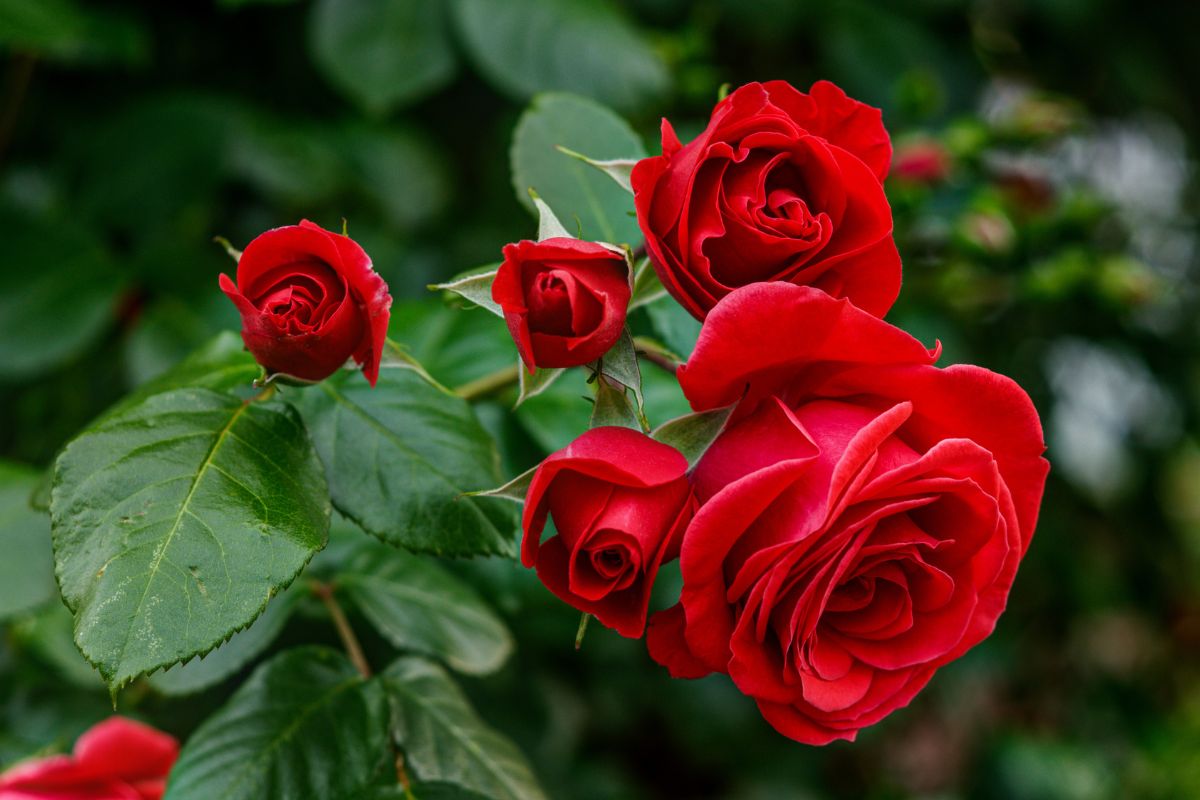 fiori per un balcone