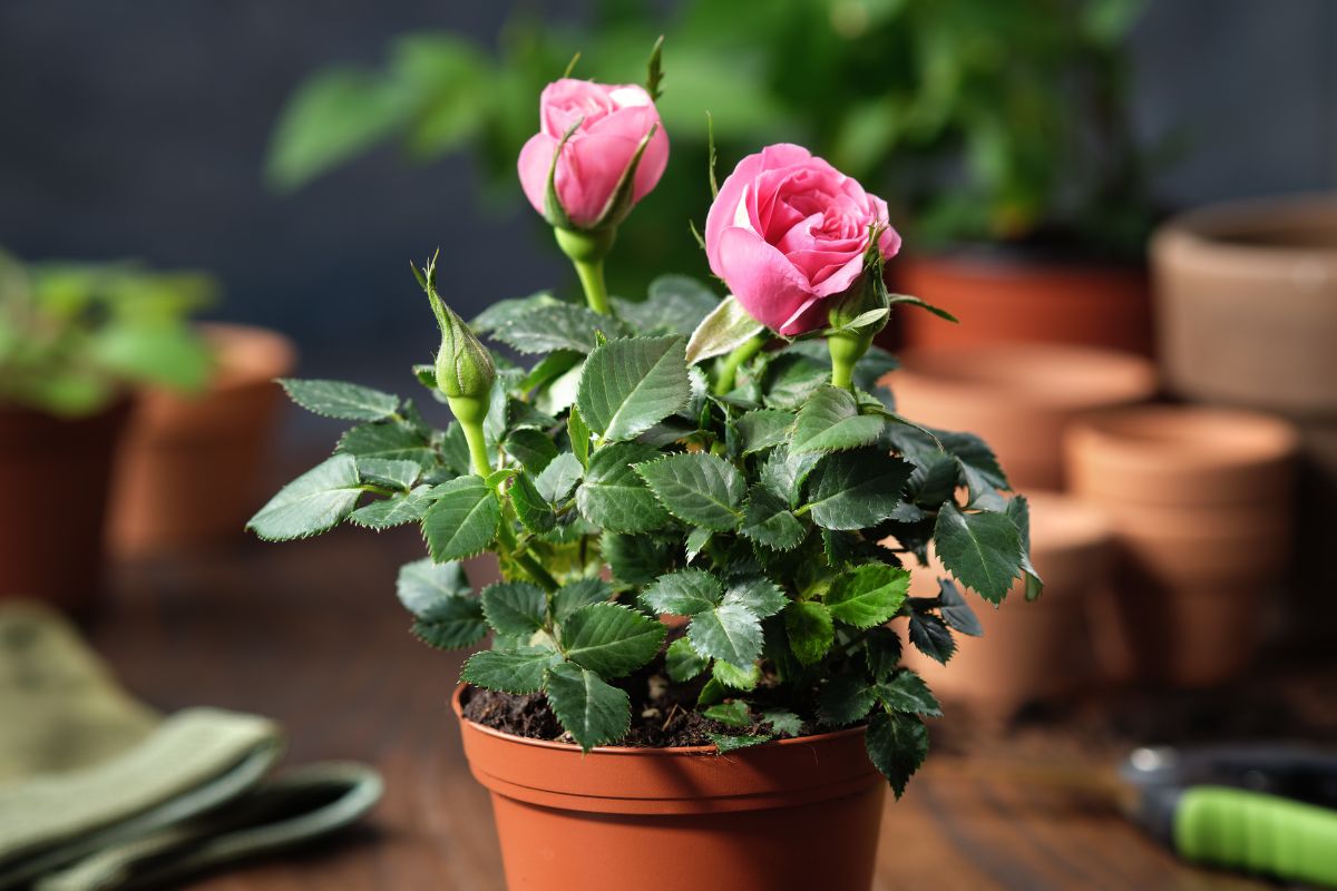 Coltivare le Rose in vaso