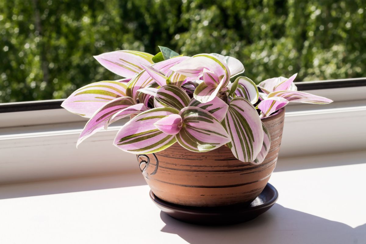 Tradescantia come far crescere questa pianta