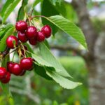 Gli alberi da non potare a settembre