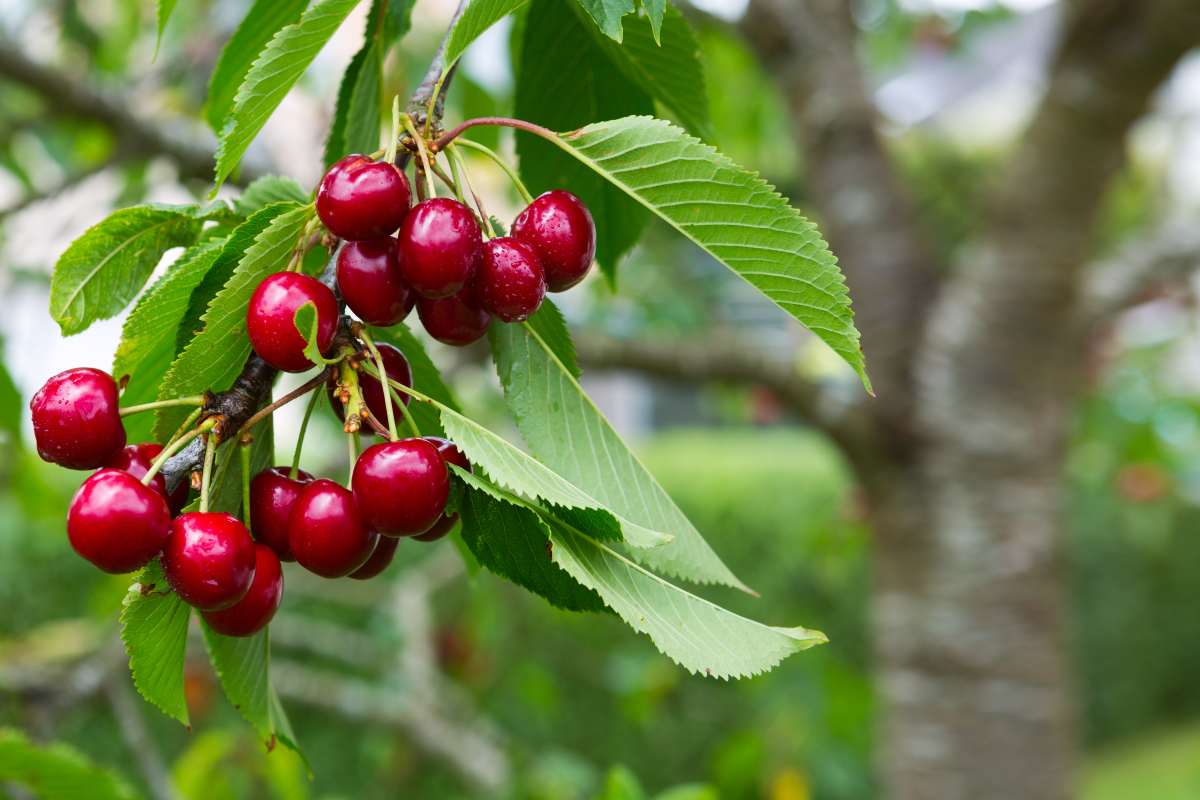 Gli alberi da non potare a settembre