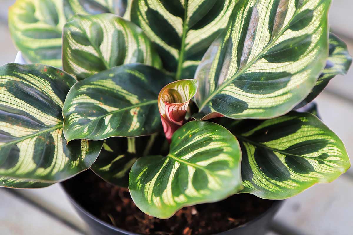 Foglie di Calathea.