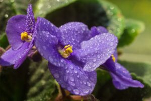 Come coltivare la violetta africana