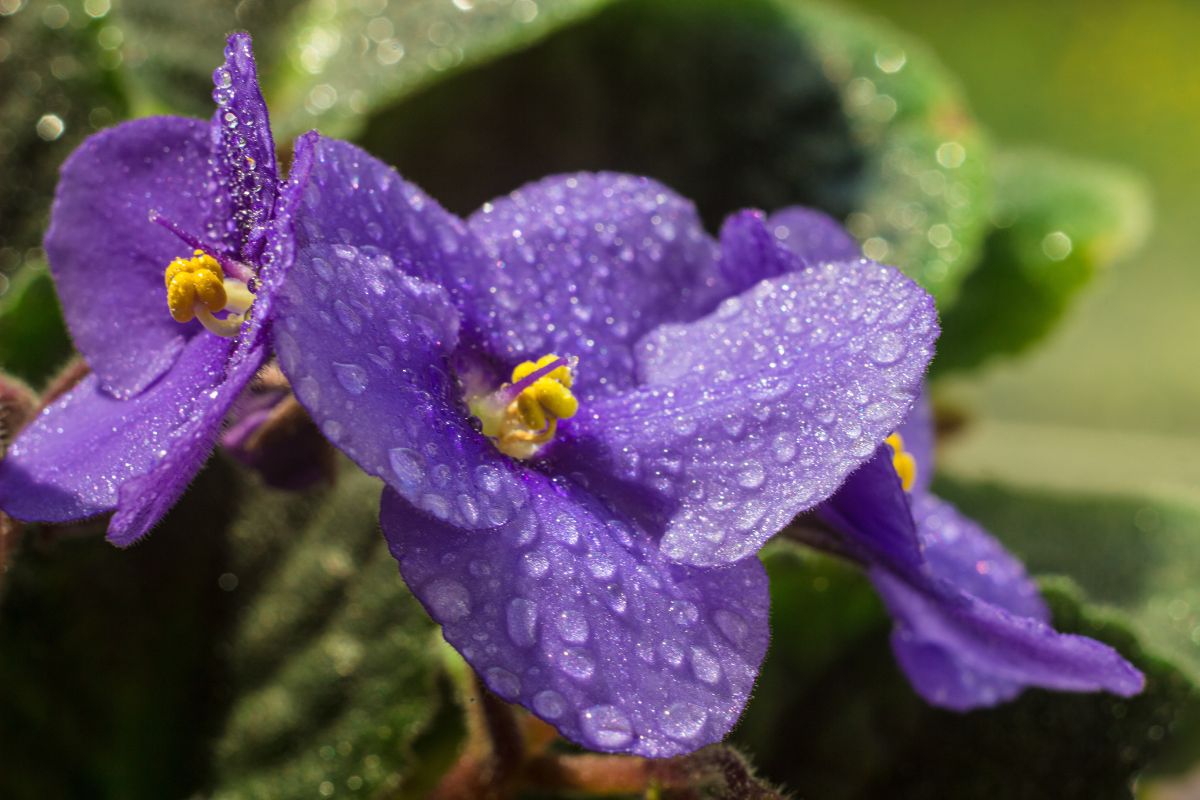 Come coltivare la violetta africana