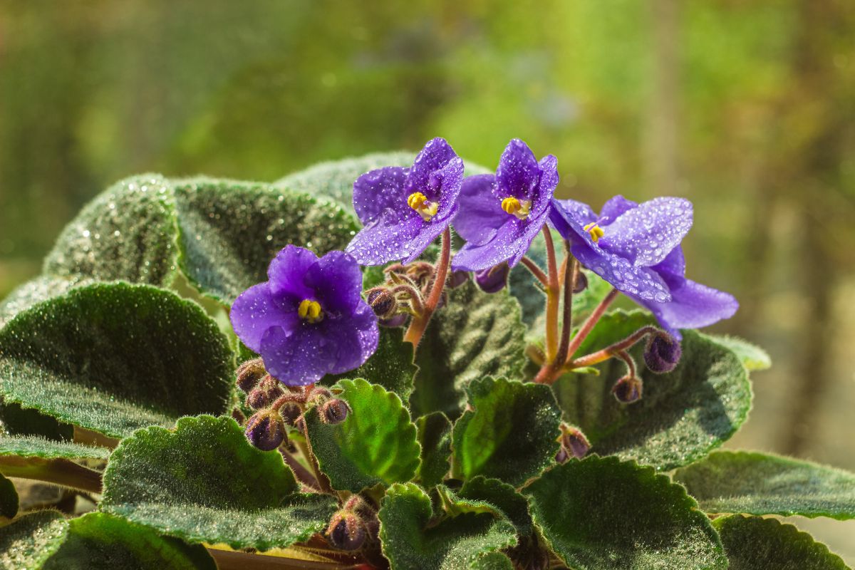 Come coltivare la violetta africana