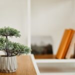 Concimazione del bonsai