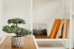 Concimazione del bonsai