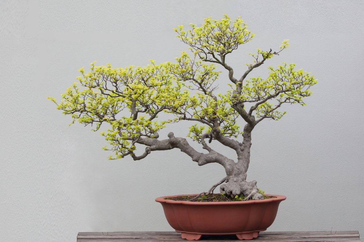 Come concimare correttamente i bonsai