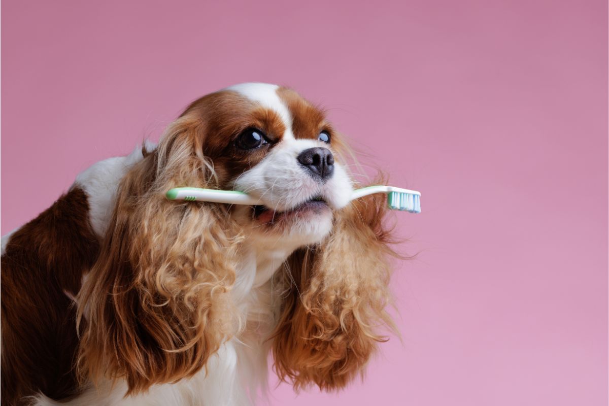 Come e quando lavare i denti al cane