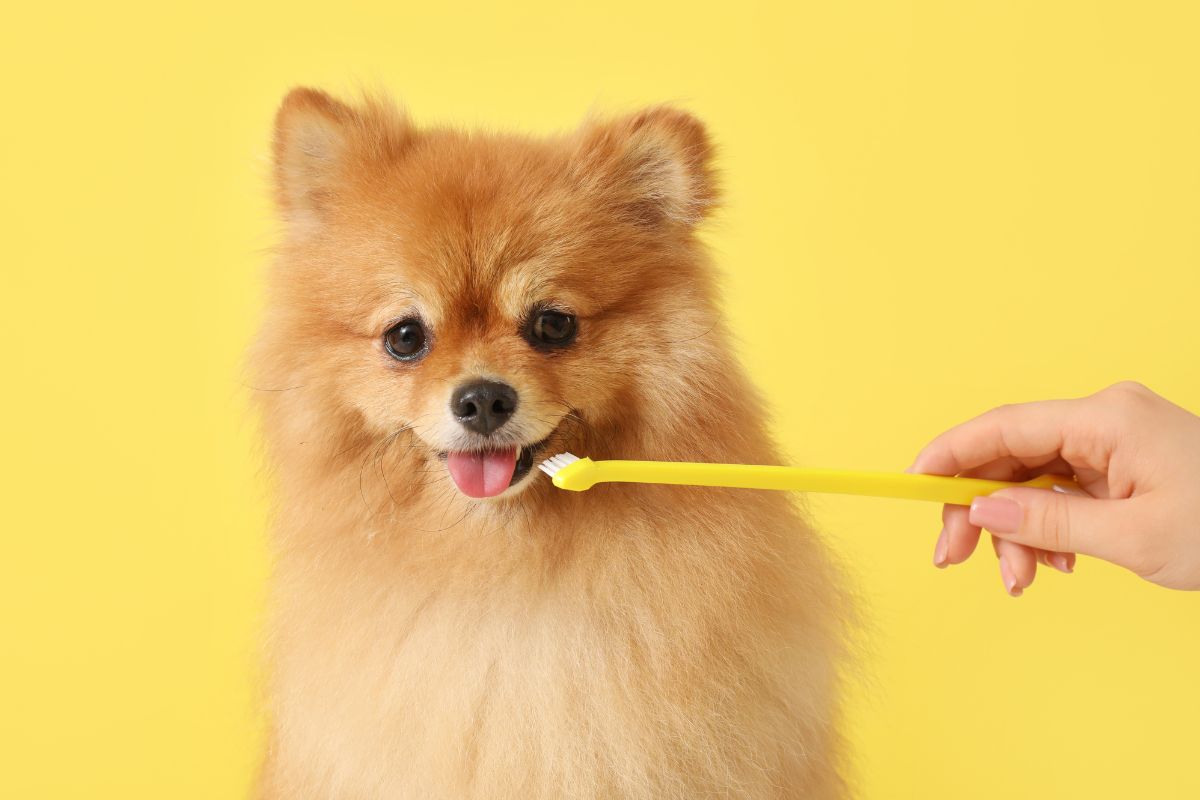 Come lavare i denti al cane