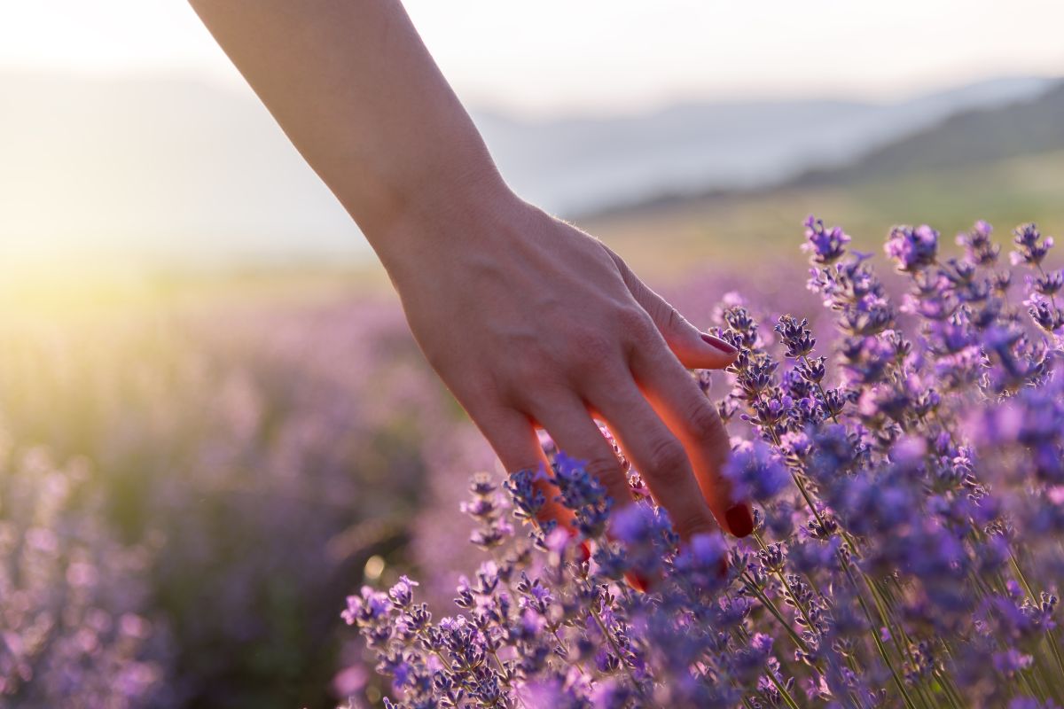 Quando piantare la lavanda e come proteggerla dal freddo