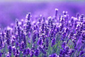 Come proteggere la lavanda dal freddo e quando piantarla