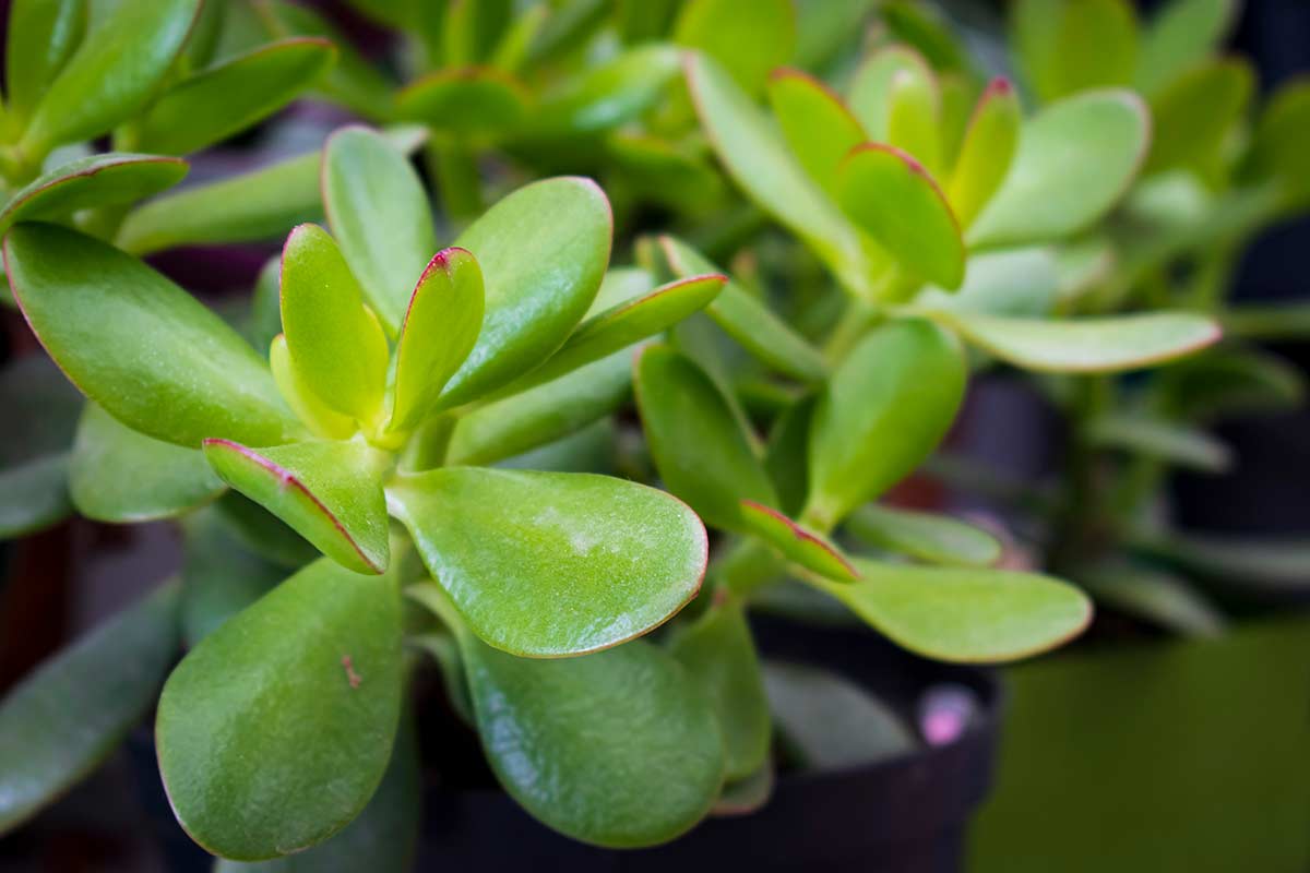 Crassula ovata, albero di giada.