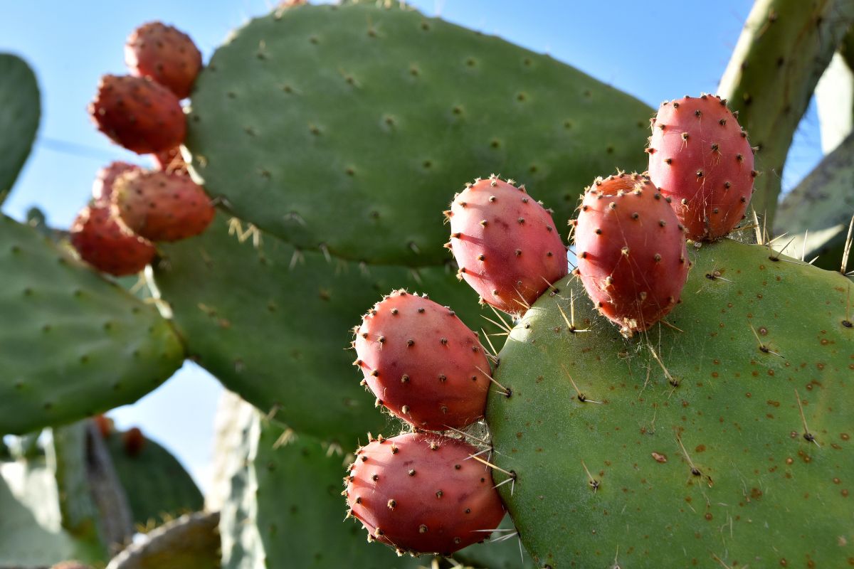 Fichi d'India, proprietà e benefici