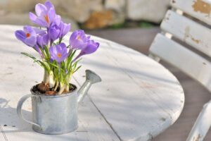 I fiori più belli da piantare in autunno