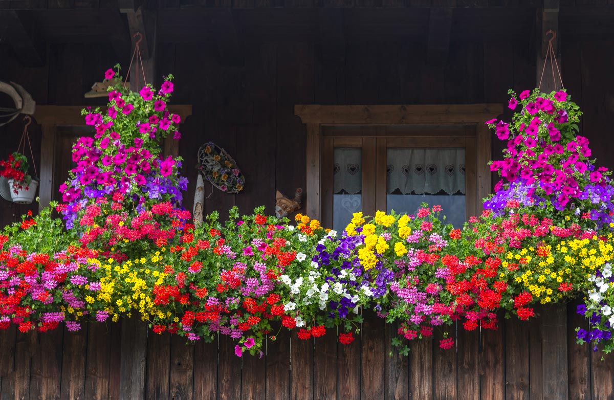 Fiori per balcone autunno