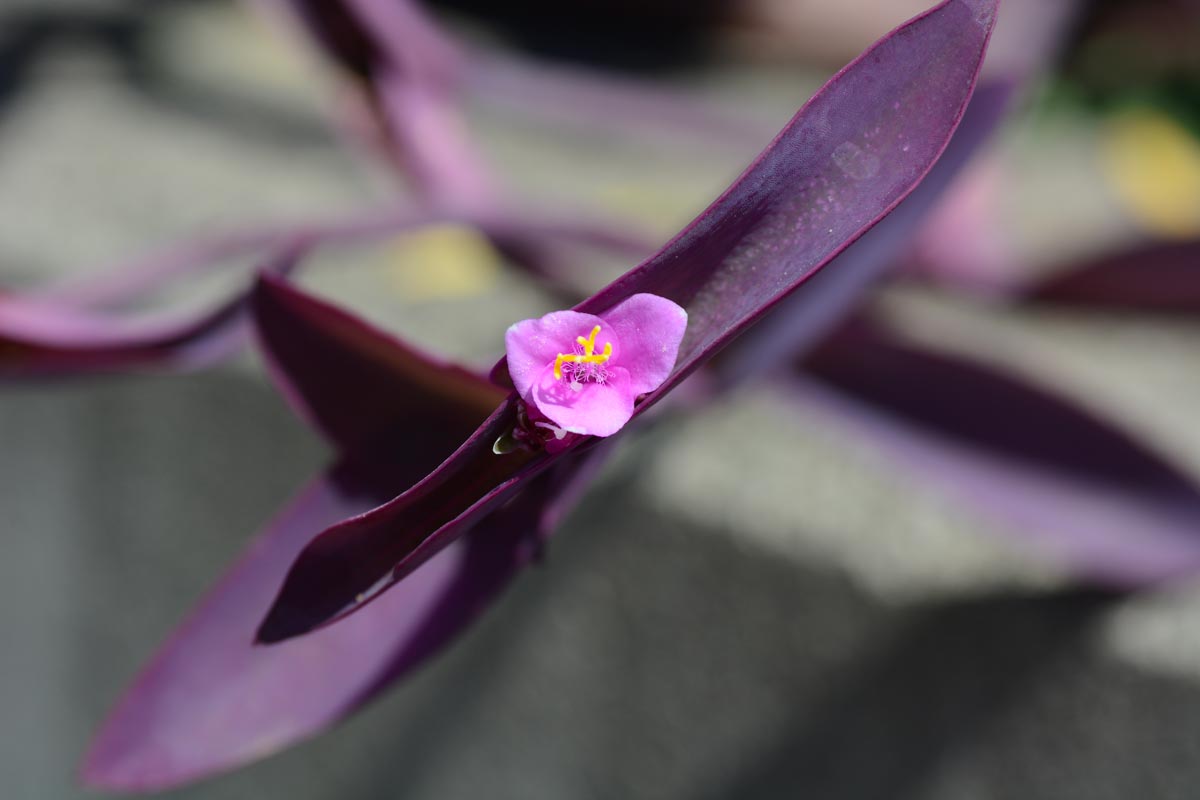 Fiori per autunno