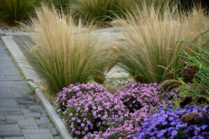 Le più belle graminacee ornamentali per il giardino