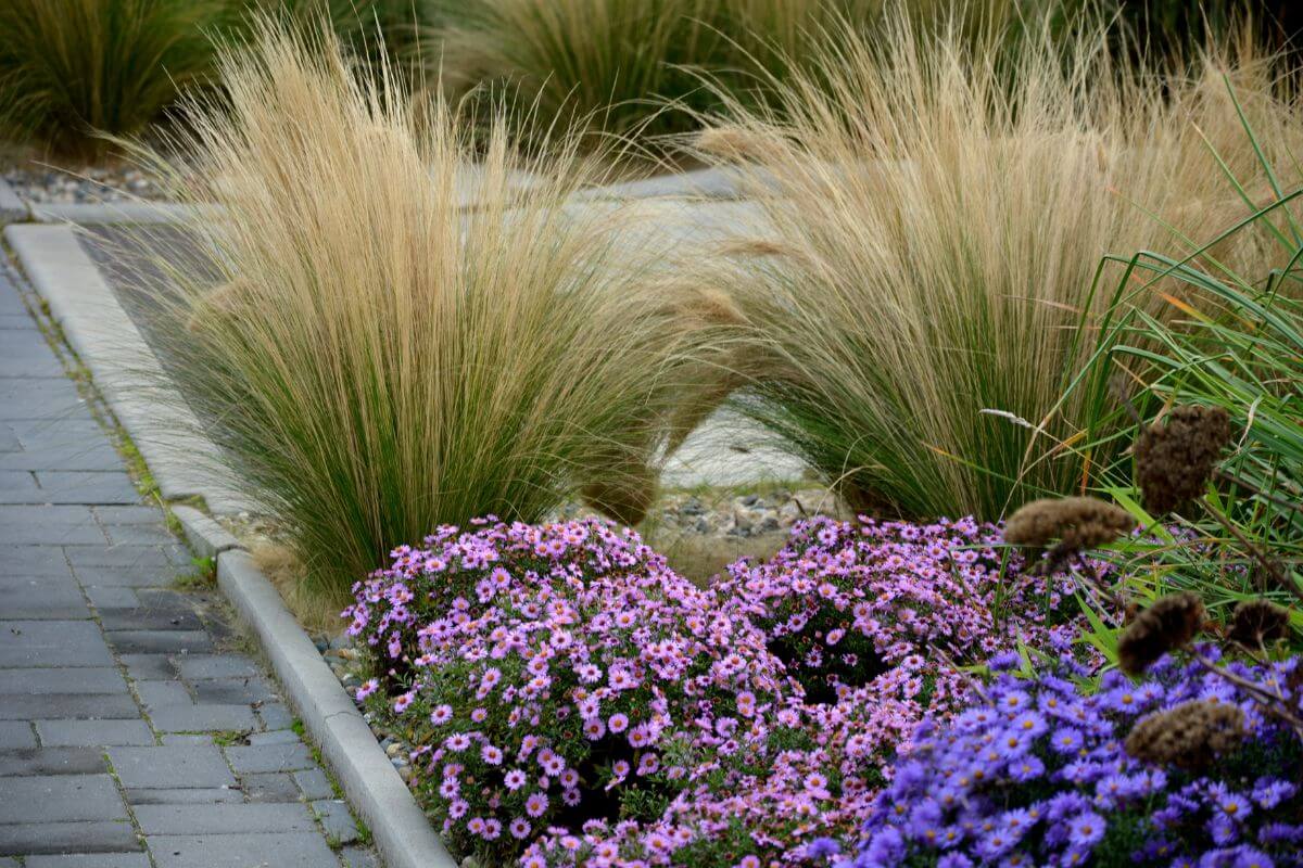 Le più belle graminacee ornamentali per il giardino