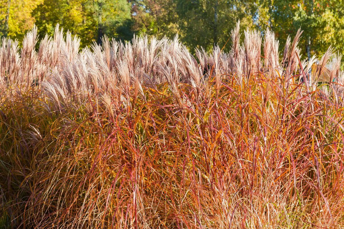 Graminacee ornamentali per il tuo giardino