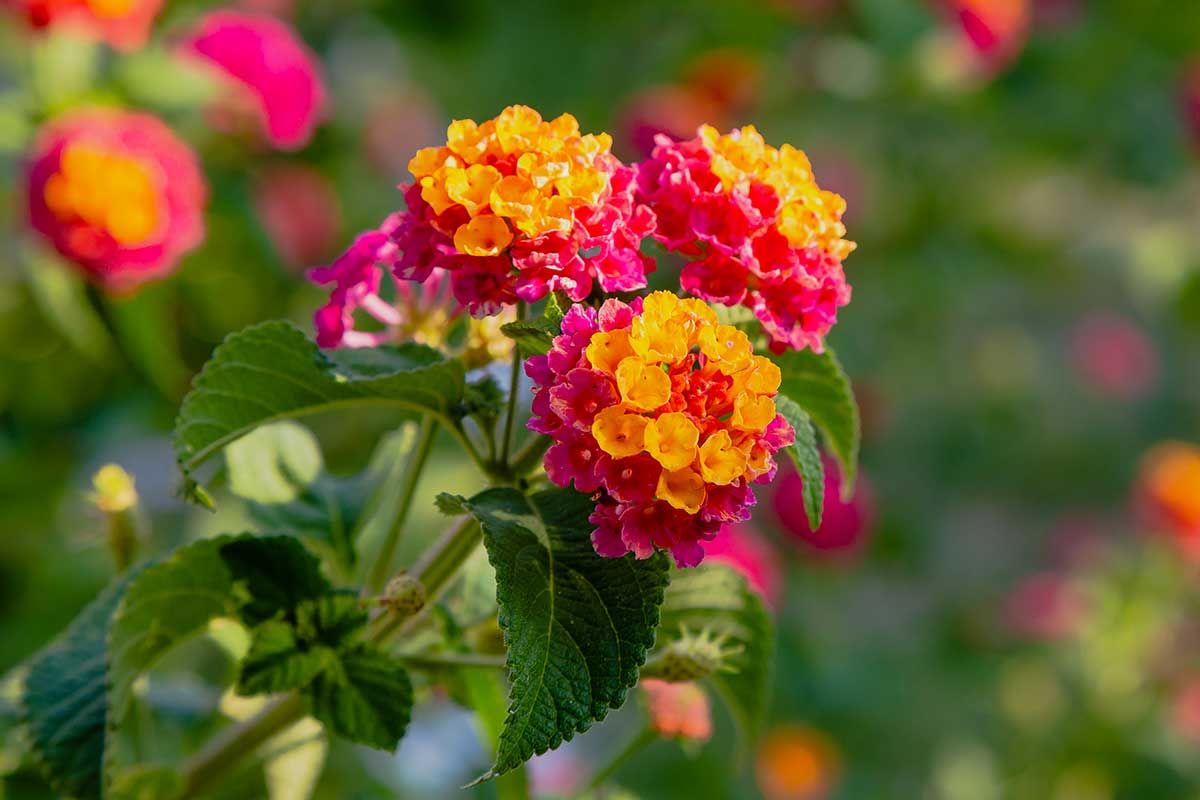 lantana, fiori