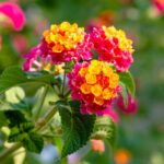 lantana