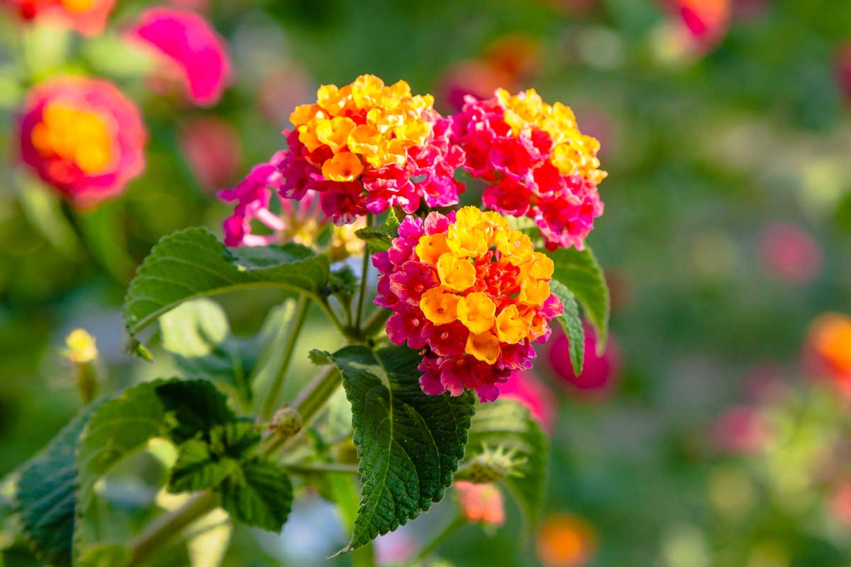 lantana