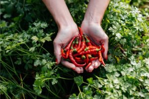 Mangiare peperoncino tutti i giorni fa bene o male