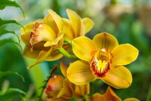 Come coltivare l'orchidea Cymbidium