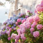 Le varietà di ortensie che fioriscono in autunno