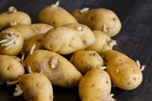 Patate germogliate: quando consumarle e quando no