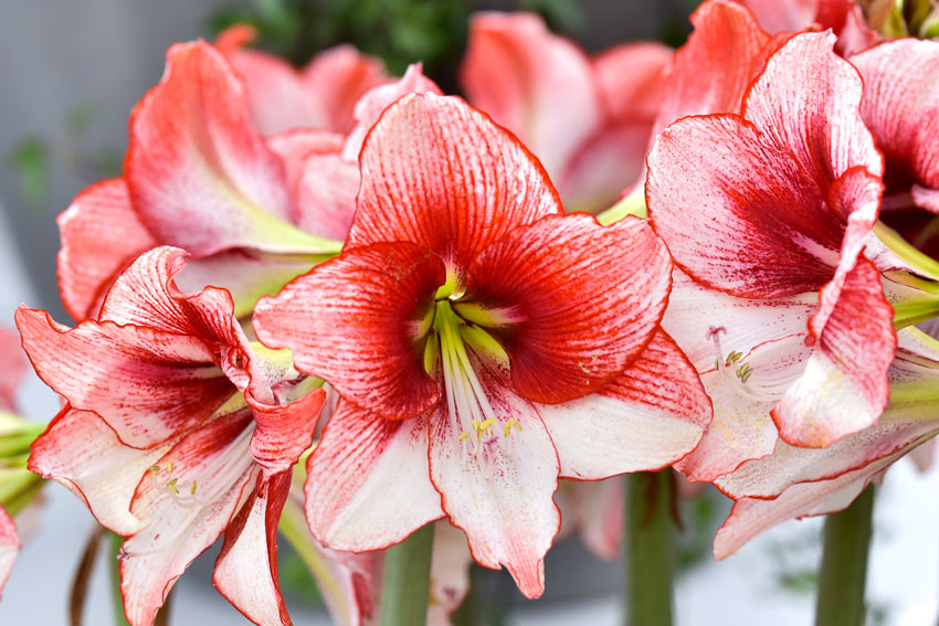 Amaryllis Ippeastro piantato in autunno.