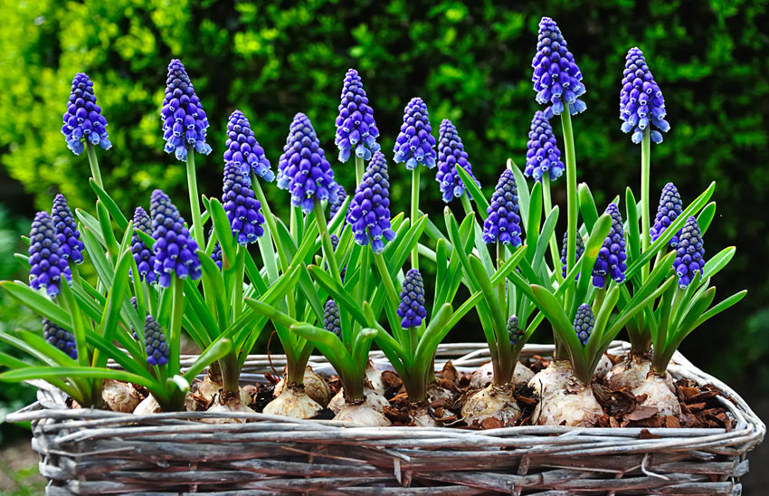 Muscari in un vaso di vimini.