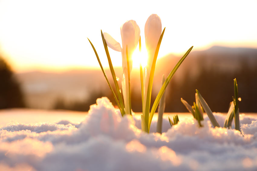 Bucaneneve fuoriesce dalla neve, un fiore ideale per l'autunno.