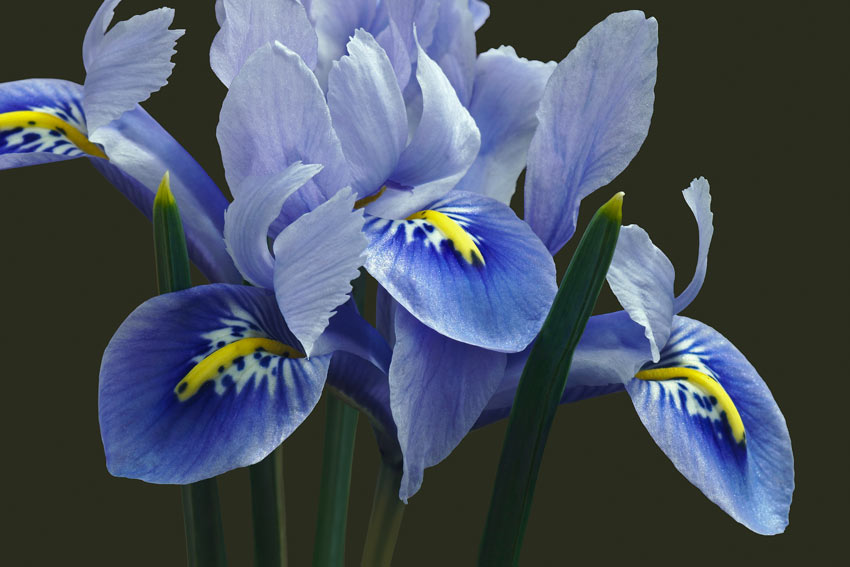 Iris