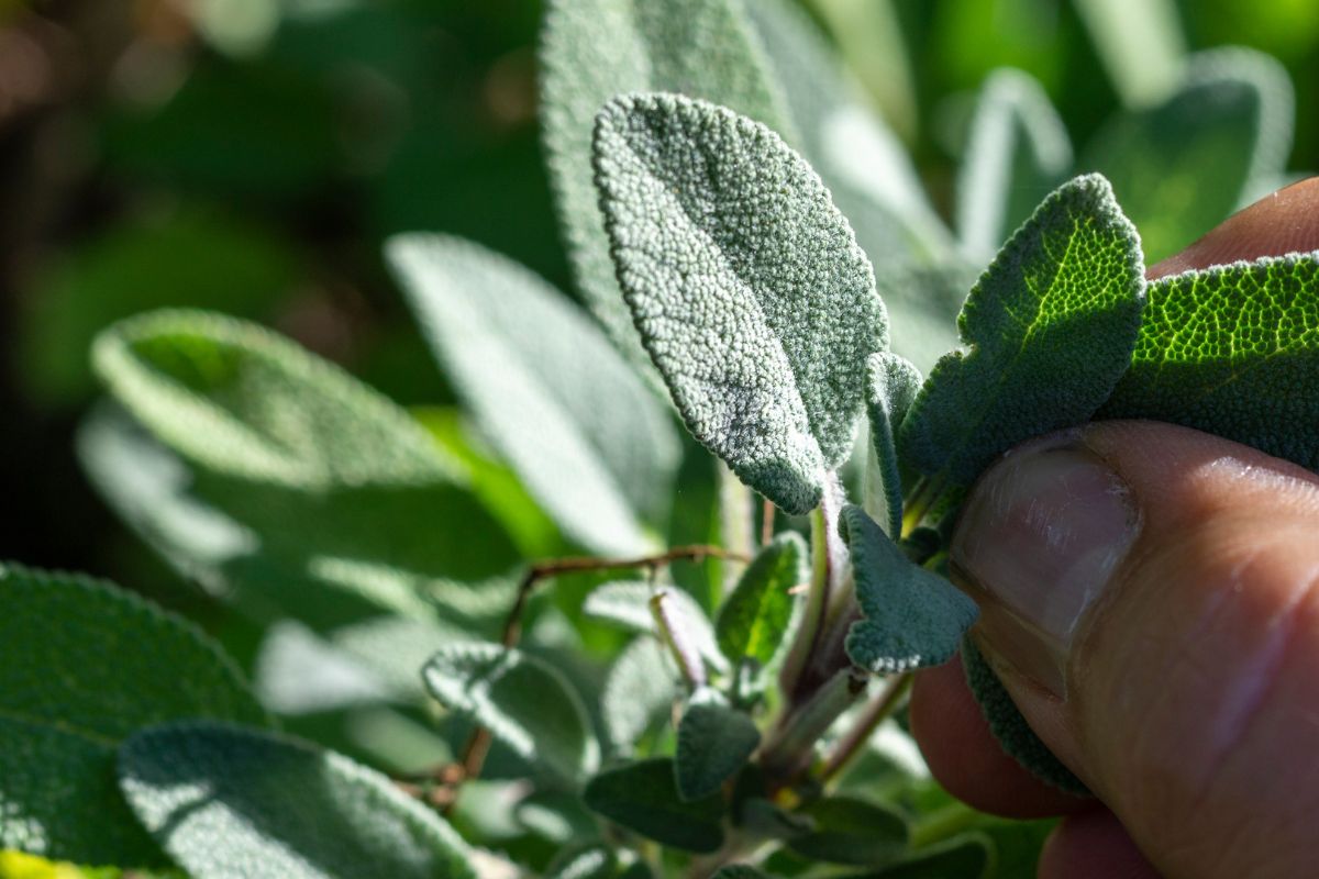 Piante autunnali per l'orto 