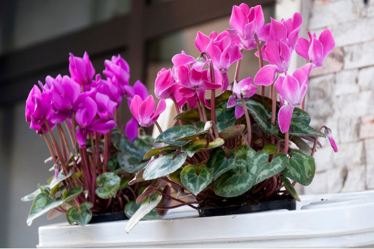 Come proteggere le piante sul balcone in autunno