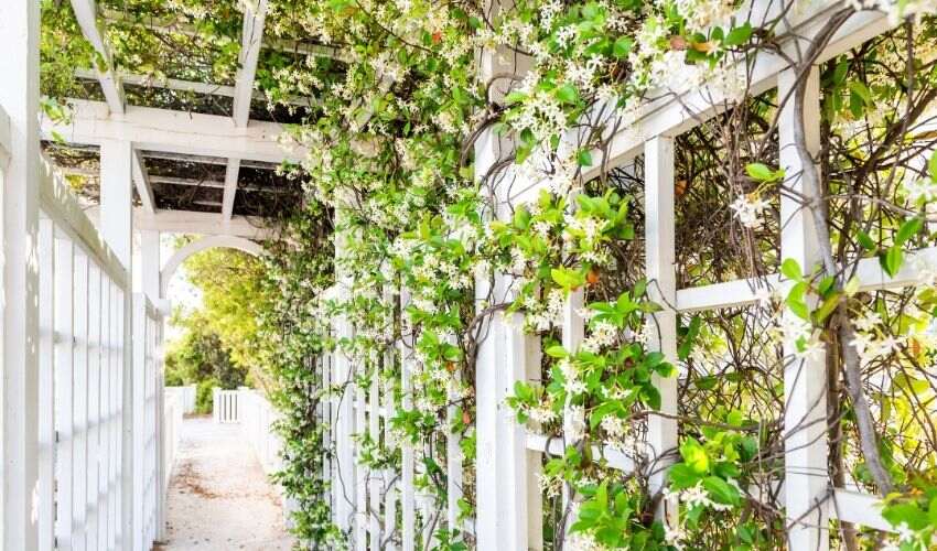 decorare il giardino con piante rampicanti su tralicci