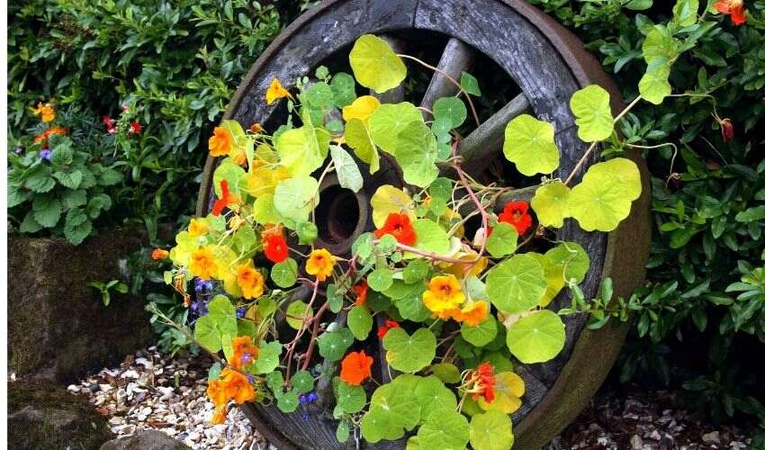 decorare il giardino con tralicci e piante rampicanti