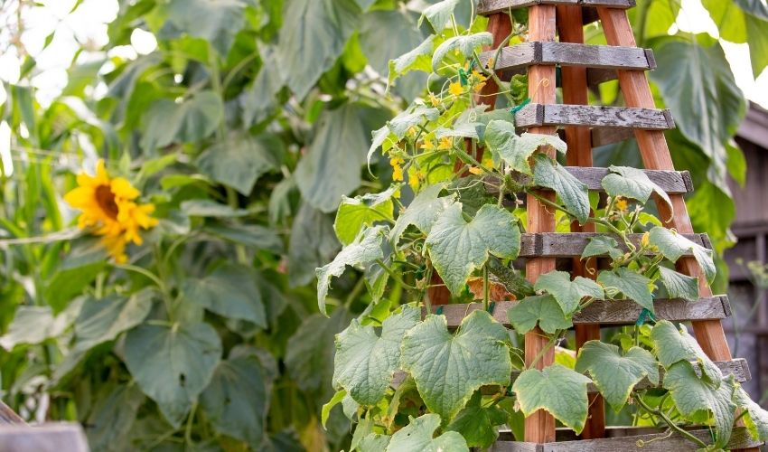 decorare il giardino con piante e tralicci