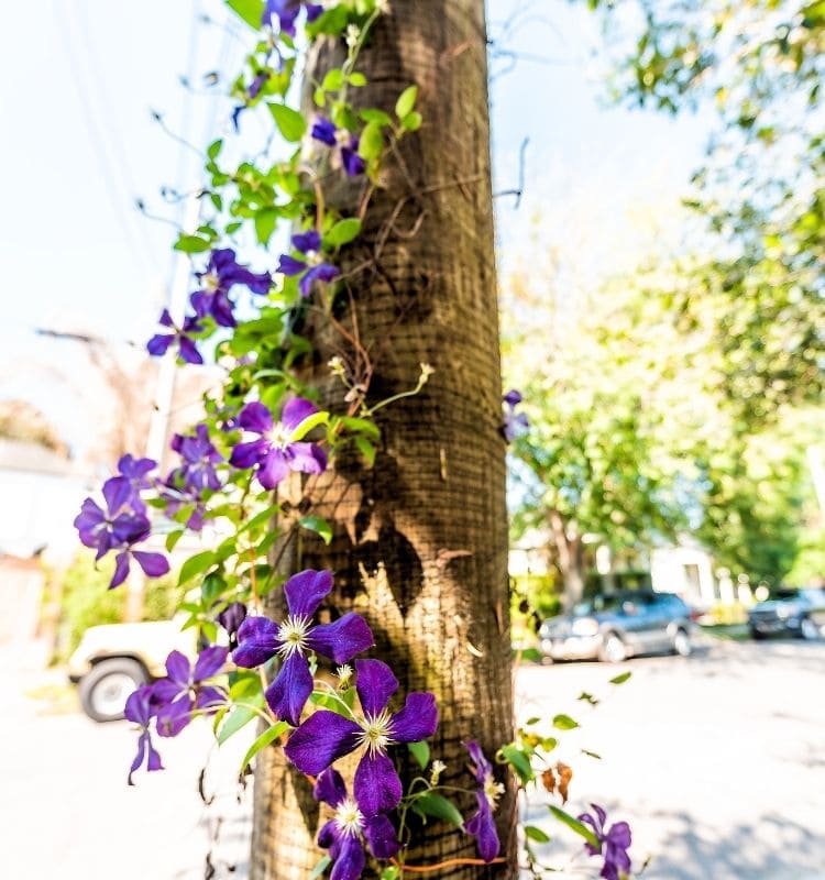 abbellire il giardino con tralicci e piante rampicanti