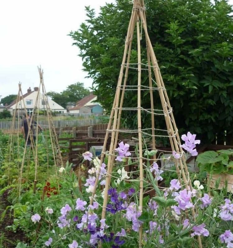 abbellire il giardino con rampicanti e tralicci