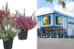 Piante della settimana Lidl