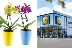 Piante della settimana in offerta da Lidl