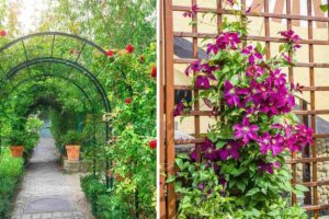 Abbellire il giardino con piante rampicanti su tralicci