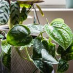 Pothos concime naturale