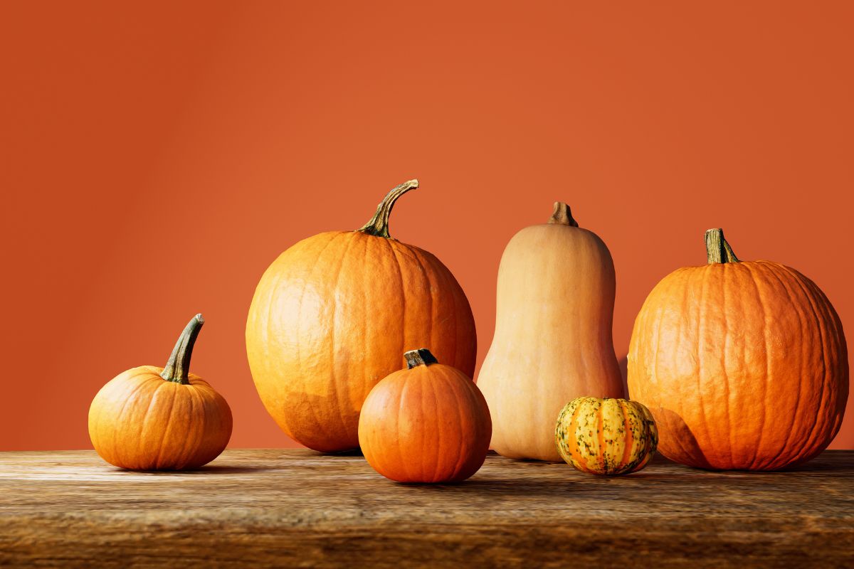 Come raccogliere e conservare la zucca